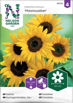 Nelson Garden Siemen Auringonkukka, Iso-, Moonwalker