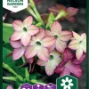 Nelson Garden Siemen Tupakka, Koriste-, Lime/Purple Bicolour 1 Nelson Garden Siemen Tupakka, Koriste-, Lime/Purple Bicolour -Piha myymälä 0XKJ4191a1vBSSts93MW04