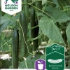 Nelson Garden Siemen Kurkku, Kasvihuone-, Futura F1 1 Nelson Garden Siemen Kurkku, Kasvihuone-, Futura F1 -Piha myymälä 13VHTnqB4 b9CJ6kOOfF4p