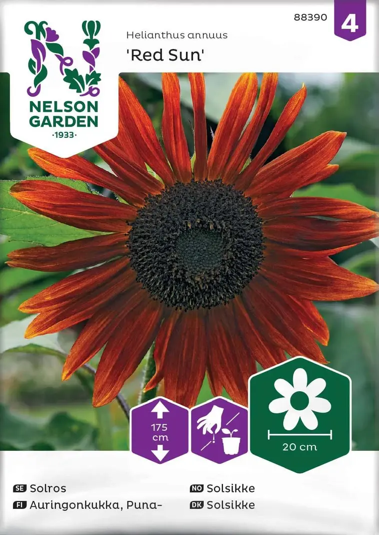 Nelson Garden Siemen Auringonkukka, Puna-, Red Sun 3 Nelson Garden Siemen Auringonkukka, Puna-, Red Sun