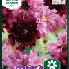 Nelson Garden Siemen Kosmoskukka, Puna-, Double Click 2 Nelson Garden Siemen Kosmoskukka, Puna-, Double Click -Piha myymälä 1gU0oAdGa4P8nHRAk05517