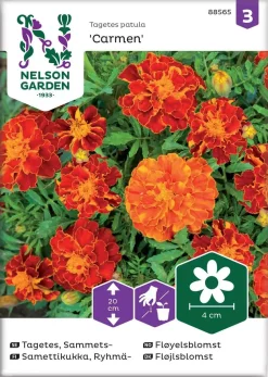Nelson Garden Siemen Samettikukka, Ryhmä-, Carmen