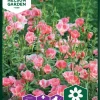 Nelson Garden Siemen Silkkikukka, Iso-, Sybil Sherwood 2 Nelson Garden Siemen Silkkikukka, Iso-, Sybil Sherwood -Piha myymälä 2gmPzttYqzk9t1TCFDoMMC