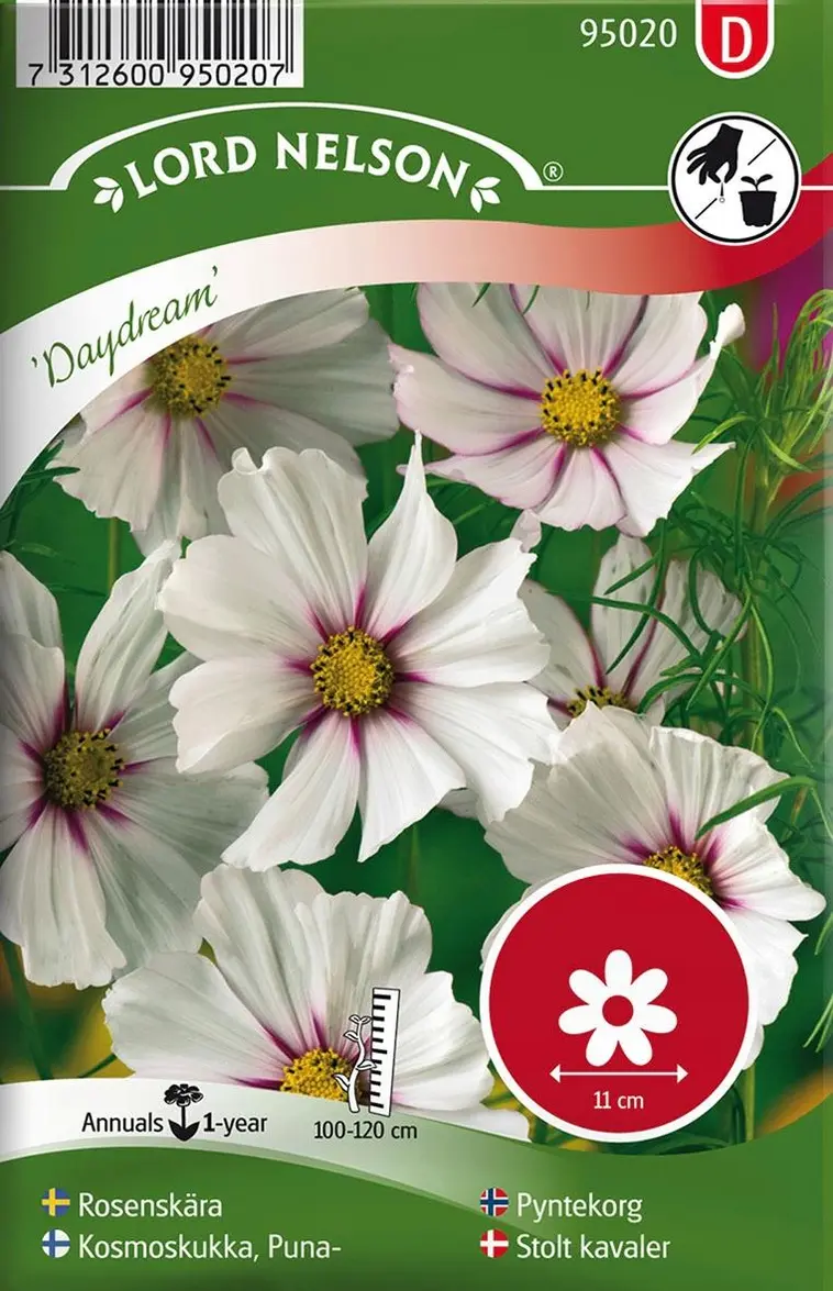 Nelson Garden Siemen Kosmoskukka, Puna-, Daydream 3 Nelson Garden Siemen Kosmoskukka, Puna-, Daydream