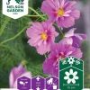 Nelson Garden Siemen Punakosmoskukka Fizzy Pink Dark Center 1 Nelson Garden Siemen Punakosmoskukka Fizzy Pink Dark Center -Piha myymälä 3aAaUb7ZKWJ8Uv2SlpWwhF