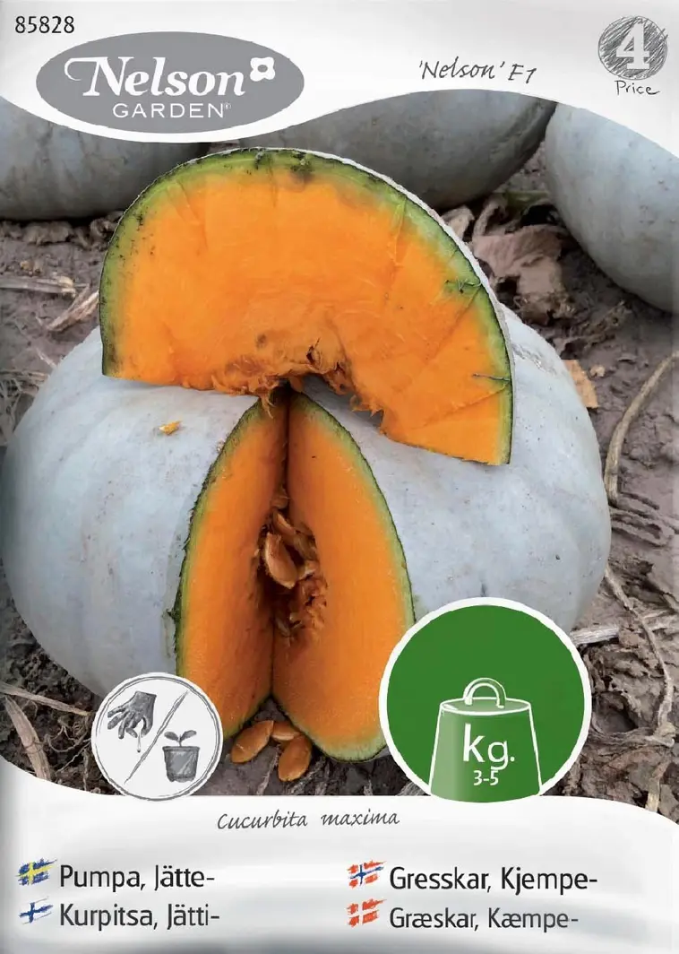 Nelson Garden Siemen Kurpitsa, 'Nelson' F1 3 Nelson Garden Siemen Kurpitsa, 'Nelson' F1