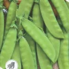 Nelson Garden Siemen Herne, Sokeri-, Oregon Sugar Pod 250 G 2 Nelson Garden Siemen Herne, Sokeri-, Oregon Sugar Pod 250 G -Piha myymälä 3ryFtDbVKn39xeVWfj6QiW