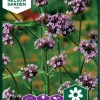 Nelson Garden Siemen Verbena, Jätti- -Piha myymälä 4DVpjNNLaYQAUoeXotSz0p