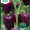Nelson Garden Siemen Paprika, Vihannes-, Snacking Purple 2 Nelson Garden Siemen Paprika, Vihannes-, Snacking Purple -Piha myymälä 4Ffy46qBK4nBVULI8tJf1f