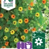 Nelson Garden Siemen Susanna, Mustasilmä-, Väriseos 1 Nelson Garden Siemen Susanna, Mustasilmä-, Väriseos -Piha myymälä 4Qe45RreKcMBDr 2EPJ5Oq