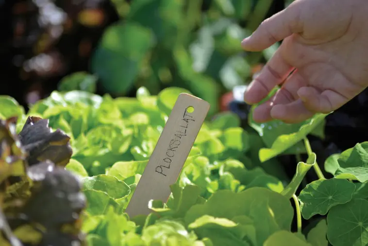 Nelson Garden Nimisäle Bambua 22 Cm 8 Kpl 4 Nelson Garden Nimisäle Bambua 22 Cm 8 Kpl - Image 2