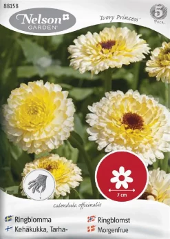 Nelson Garden Siemen Kehäkukka, Tarha-, Ivory Princess