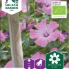 Nelson Garden Siemen Malvikki, Kesä-, Loveliness, Luomu -Piha myymälä 4pBuuo9m4U2B Tfr4o5rrQ