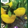 Nelson Garden Siemen Kurpitsa Sunseanse F1 -Piha myymälä 5 0 NquSq9r8FPDXlHgJPA