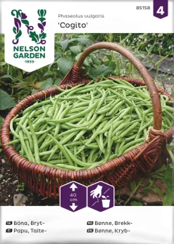 Nelson Garden Siemen Papu, Taite-, Cogito