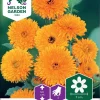 Nelson Garden Siemen Kehäkukka, Tarha-, Pacific Beauty 2 Nelson Garden Siemen Kehäkukka, Tarha-, Pacific Beauty -Piha myymälä 5IJkrVopqmh8W2 JGc0mMO