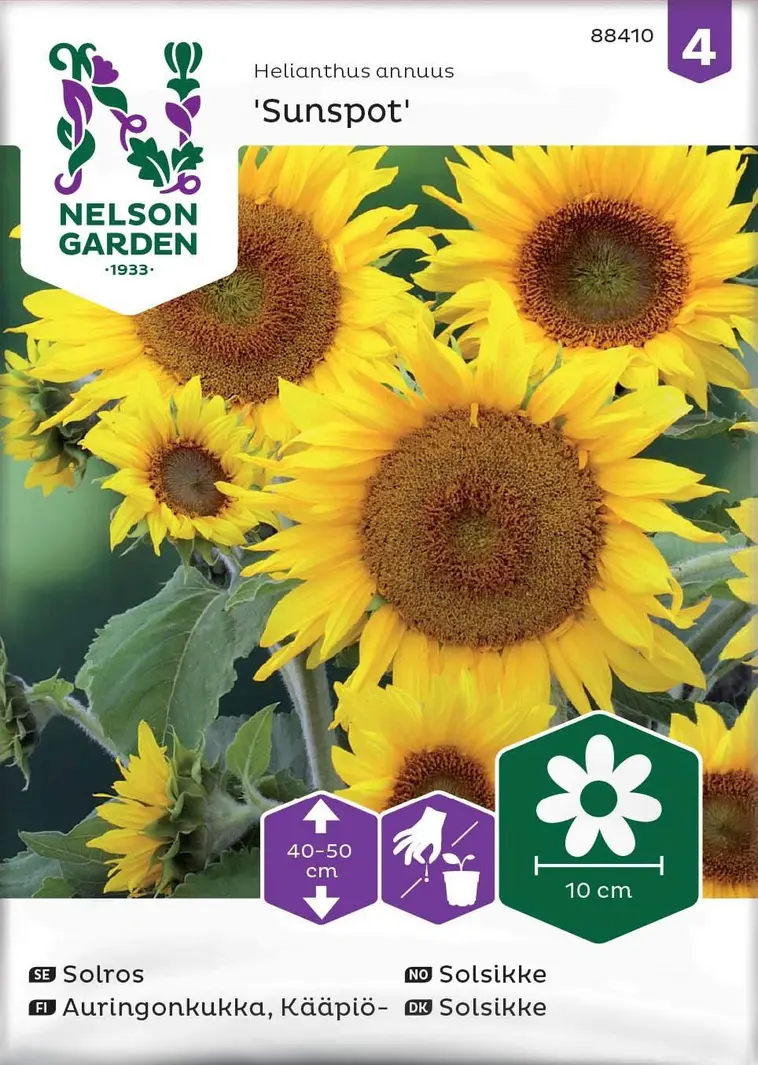Nelson Garden Siemen Auringonkukka, Kääpiö-, Sunspot 3 Nelson Garden Siemen Auringonkukka, Kääpiö-, Sunspot