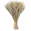 Unbranded 50pcs Wheat Ears Dried Flowers Garden Plants Natural Primary Colors Mimenor -Piha myymälä 628594351 max