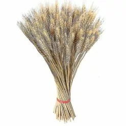 Unbranded 50pcs Wheat Ears Dried Flowers Garden Plants Natural Primary Colors Mimenor