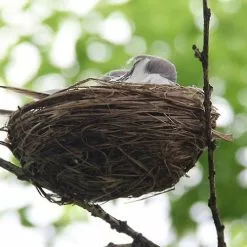 Unbranded Artificial Birds Decor Set, Home Garden Decoration Craft Lifelike Bird With Nest Egg Realistic Feathered Sparrow Outdoor Ornamentbrown1set -Piha myymälä 643263807 max
