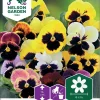 Nelson Garden Siemen Orvokki, Tarha-, Hiemalis, Väriseos 1 Nelson Garden Siemen Orvokki, Tarha-, Hiemalis, Väriseos -Piha myymälä 6BZ1crdH4wRBpT8mS1SS2o