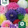 Nelson Garden Siemen Asteri, Kiinan-, Semi-Tall, Väriseos 1 Nelson Garden Siemen Asteri, Kiinan-, Semi-Tall, Väriseos -Piha myymälä 6ewe85Z5KdSAIKx81DMD6J