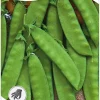 Nelson Garden Siemen Herne, Sokeri-, Oregon Sugar Pod 1 Kg -Piha myymälä 76axmjFF4Q7AvZpPy39hGU