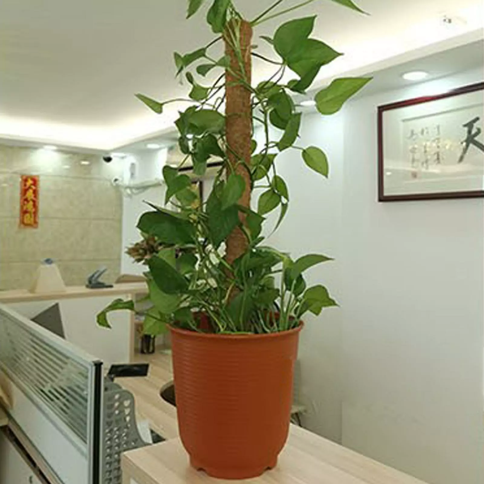 Unbranded 1 Set Moss Pole Detachable Stable Strong Construction Anti-deform Good Support Sturdy Handmade Potted Plants Support Stake Garden Supply Kaesi 4 Unbranded 1 Set Moss Pole Detachable Stable Strong Construction Anti-deform Good Support Sturdy Handmade Potted Plants Support Stake Garden Supply Kaesi - Image 2