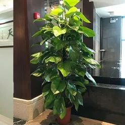 Unbranded 1 Set Moss Pole Detachable Stable Strong Construction Anti-deform Good Support Sturdy Handmade Potted Plants Support Stake Garden Supply Kaesi 9 Unbranded 1 Set Moss Pole Detachable Stable Strong Construction Anti-deform Good Support Sturdy Handmade Potted Plants Support Stake Garden Supply Kaesi -Piha myymälä 779799459 max