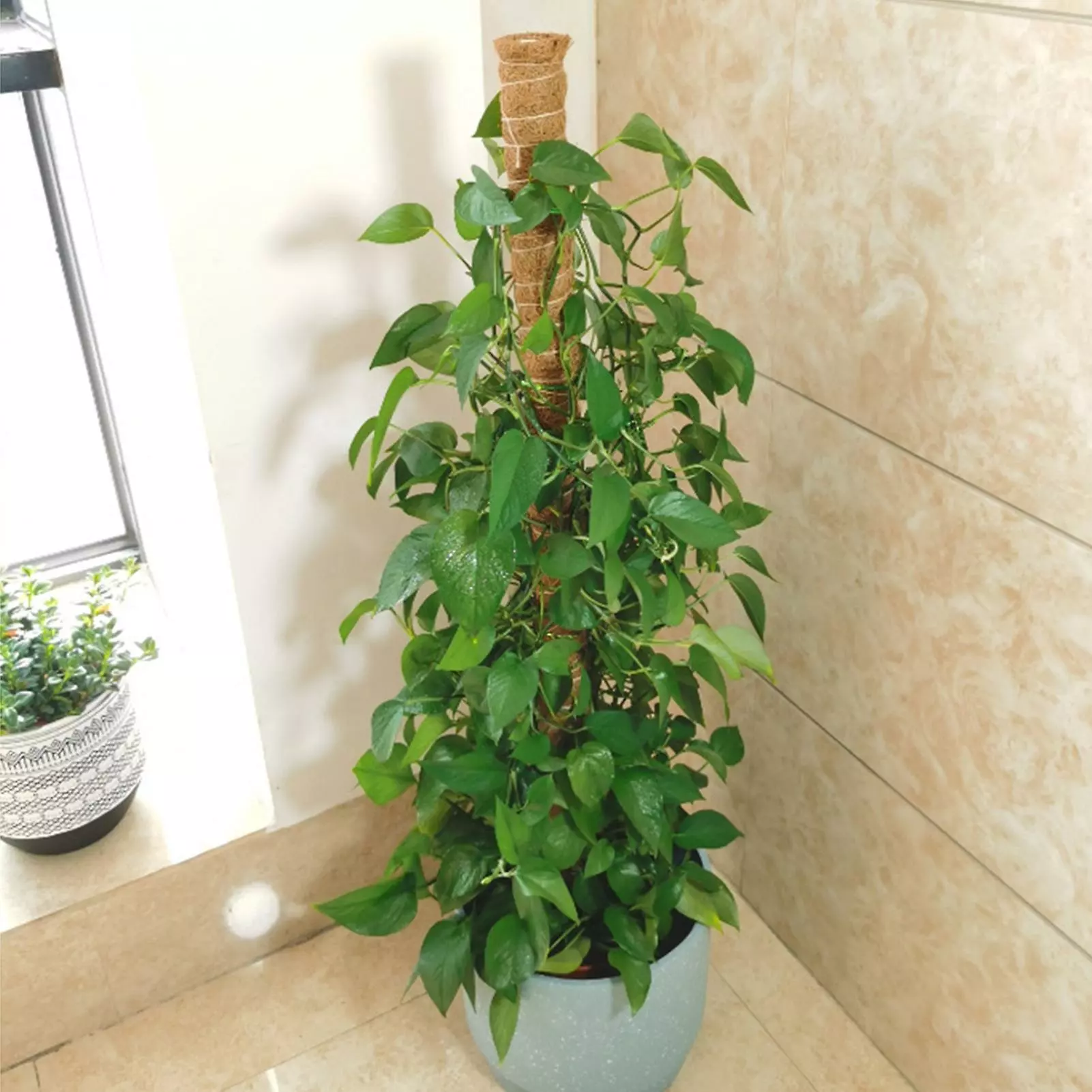 Unbranded 1 Set Moss Pole Detachable Stable Strong Construction Anti-deform Good Support Sturdy Handmade Potted Plants Support Stake Garden Supply Kaesi 7 Unbranded 1 Set Moss Pole Detachable Stable Strong Construction Anti-deform Good Support Sturdy Handmade Potted Plants Support Stake Garden Supply Kaesi - Image 5