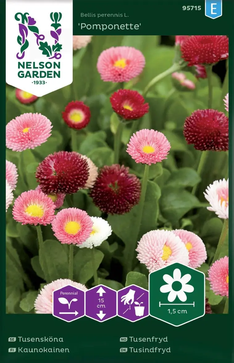 Nelson Garden Siemen Kaunokainen, Pomponette, 3 Nelson Garden Siemen Kaunokainen, Pomponette,