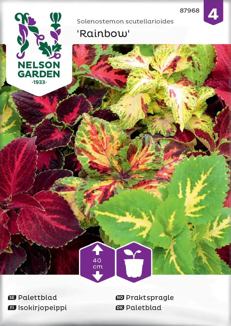 Nelson Garden Siemen Isokirjopeippi, Rainbow, Seos 3 Nelson Garden Siemen Isokirjopeippi, Rainbow, Seos