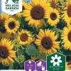 Nelson Garden Siemen Auringonkukka, Iso-, Waooh -Piha myymälä 8HJLhEjB4f BiKcciMXgZN