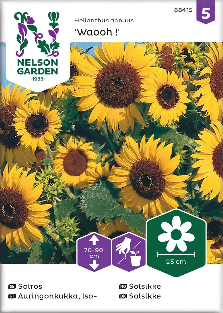 Nelson Garden Siemen Auringonkukka, Iso-, Waooh 3 Nelson Garden Siemen Auringonkukka, Iso-, Waooh