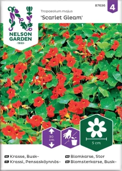 Nelson Garden Siemen Krassi, Pensasköynnös-, Scarlet Gleam