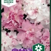 Nelson Garden Siemen Petunia, Tarha-, Cascade Orchid Mist F1 1 Nelson Garden Siemen Petunia, Tarha-, Cascade Orchid Mist F1 -Piha myymälä 8qm9maea4yVB4PQDQ kpBt