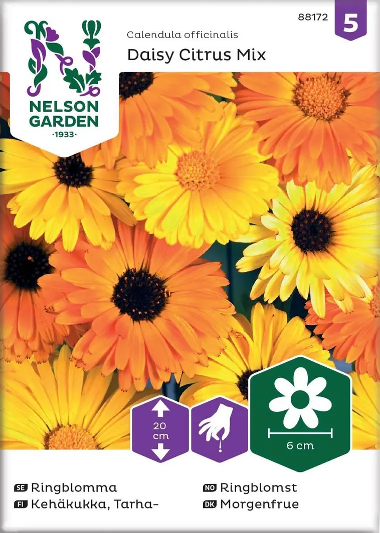 Nelson Garden Siemen Kehäkukka, Tarha-, Daisy Citrus Mix 3 Nelson Garden Siemen Kehäkukka, Tarha-, Daisy Citrus Mix