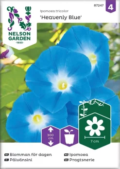 Nelson Garden Siemen Päivänsini, Heavenly Blue