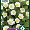 Nelson Garden Siemen Kaunokainen, Meadow Daisy -Piha myymälä B nbHcGEqOv8OW8obwxn1e