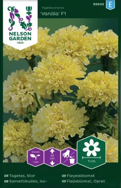 Nelson Garden Siemen Samettikukka, Iso-, Vanilla F1