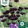 Nelson Garden Siemen Kaunokki, Ruis-, Black Boy -Piha myymälä BppLdfuNqM68CWRqLDRynt