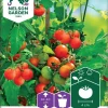 Nelson Garden Siemen Tomaatti, Kirsikka-, Tiny Tim 1 Nelson Garden Siemen Tomaatti, Kirsikka-, Tiny Tim -Piha myymälä C56elqx4KzI9ZXF7erpujj