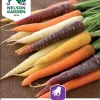 Nelson Garden Siemen Porkkana, Harlequin Mix F1