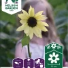 Nelson Garden Siemen Auringonkukka, Kääpiö-, Buttercream F1 -Piha myymälä CivIxrkzKaO9mJd05FVsBk