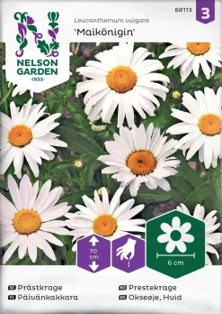 Nelson Garden Siemen Päivänkakkara, Maikönigin