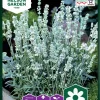 Nelson Garden Siemen Laventeli, Tähkä-, Ellagance Ice