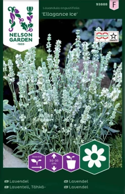 Nelson Garden Siemen Laventeli, Tähkä-, Ellagance Ice