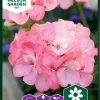 Nelson Garden Siemen Pelargoni, Inspire Pink F1 -Piha myymälä EAR3Oxv1q7i9ZNOjPZbvJL
