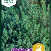 Nelson Garden Siemen Timjami 2 Nelson Garden Siemen Timjami -Piha myymälä EIi3MxmbqYr8UtxULaPGFm