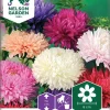 Nelson Garden Siemen Asteri, Kiinan-, American Branching -Piha myymälä F3CCM7Y6qiT9Ads595wOkQ
